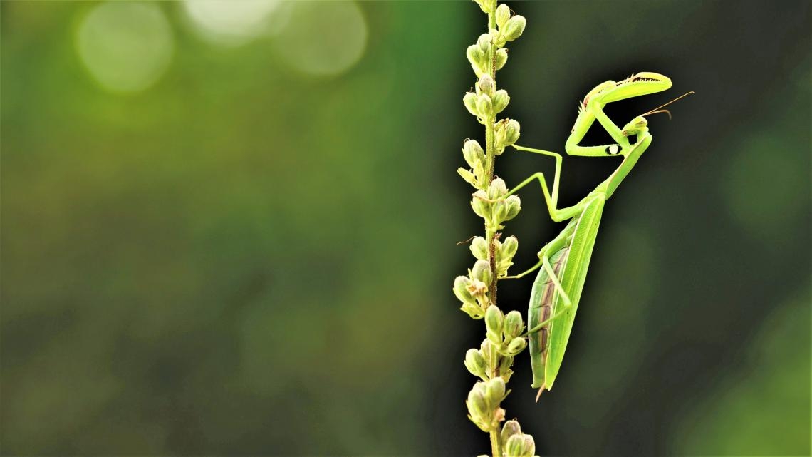 Bugs a Rainforrest Adventure